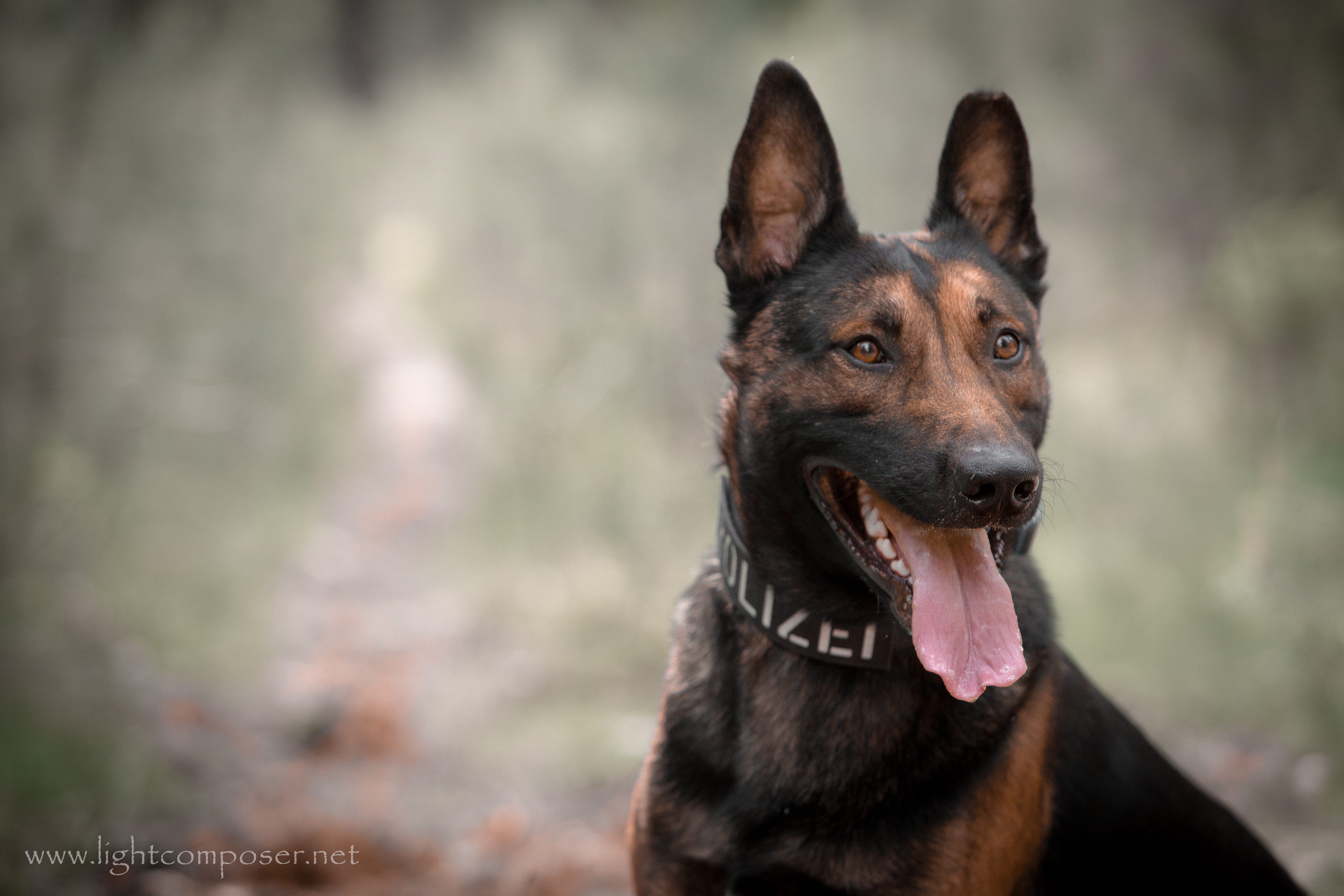 IMG_9854-3_mit WZ_mit SH