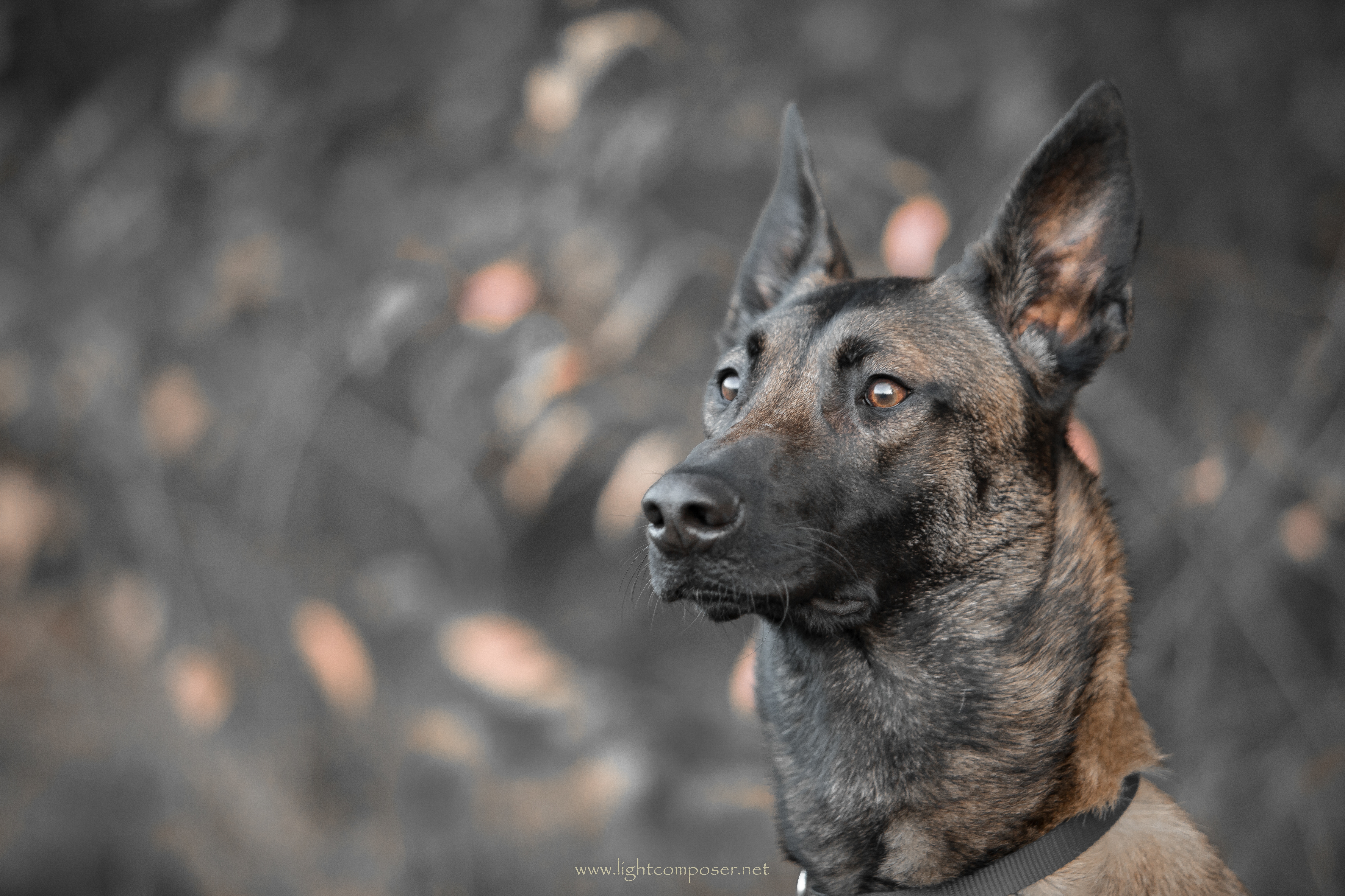 IMG_0788-3_geringe Sättigung-1_mit weißem Rahmen