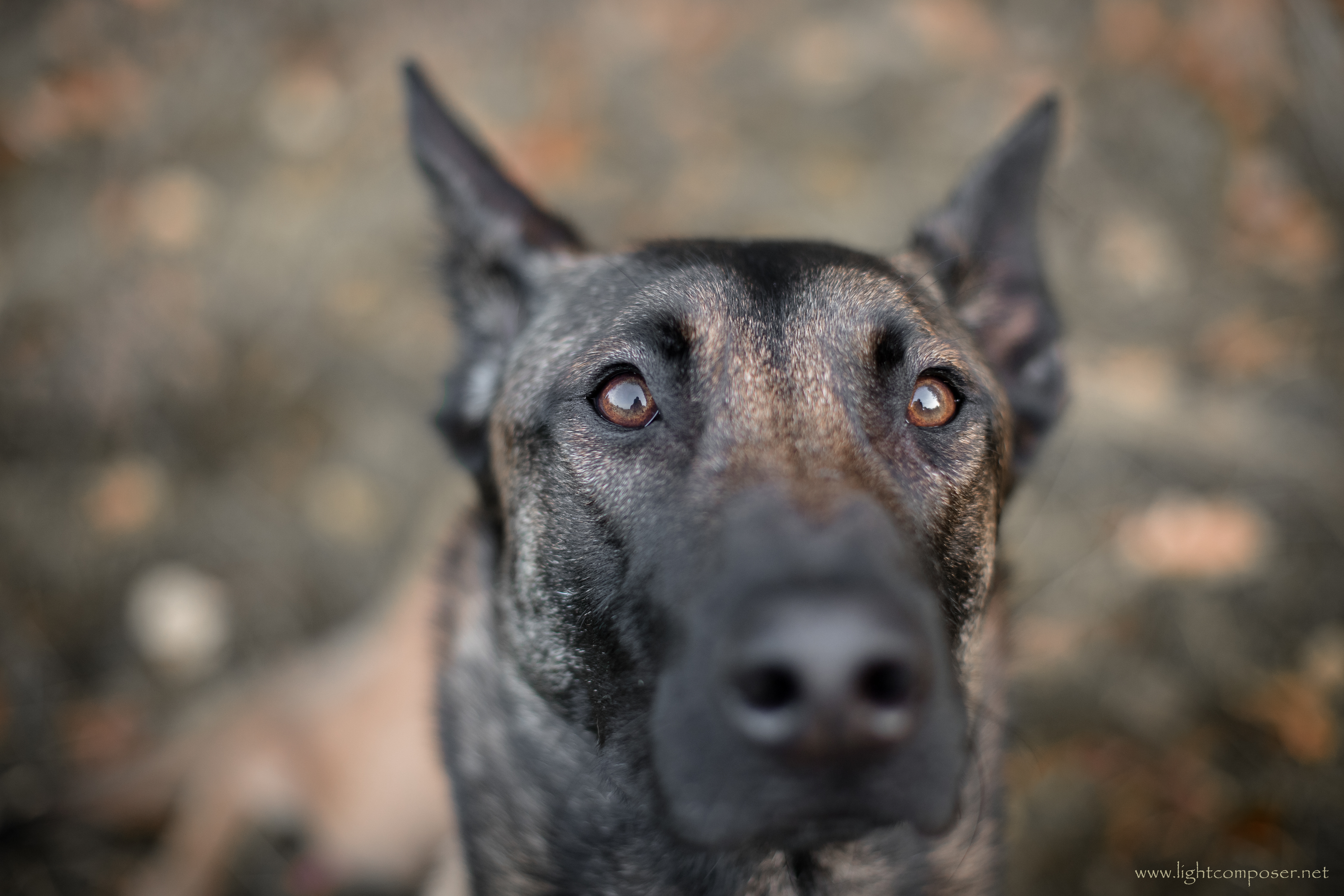 IMG_0826-2_geringe Sättigung-1